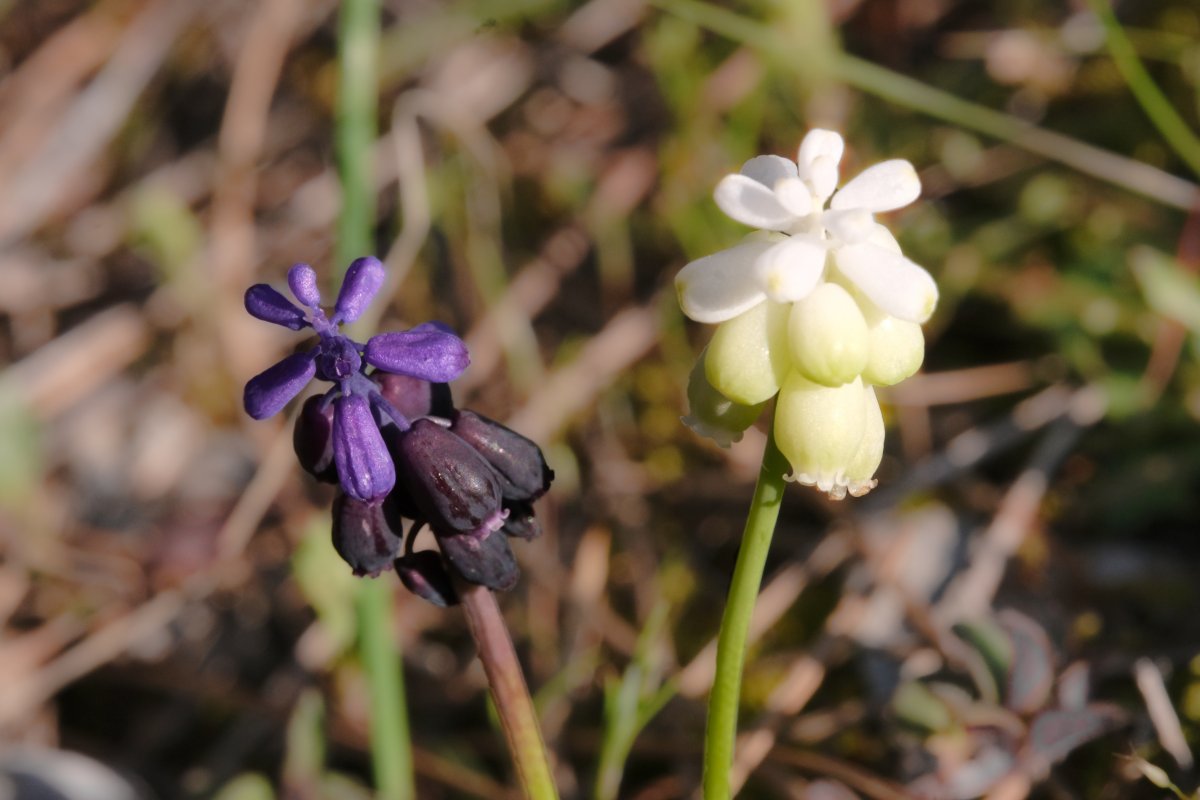 Ultime orchidee per quest''anno - Dalla Grecia con passione